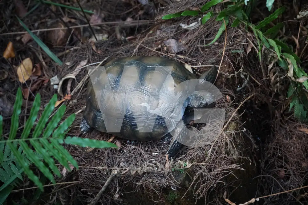 Life Size Gopher Tortoise Diorama Model/Mount