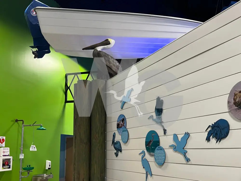 Life Size Pelican Diorama Model/Mount