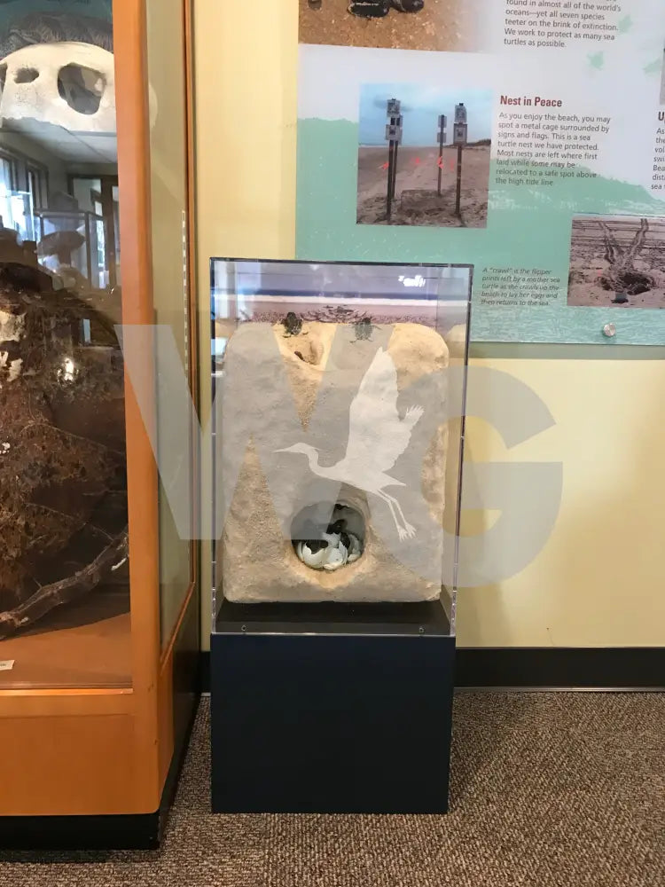 Sea Turtle Nest Exhibit