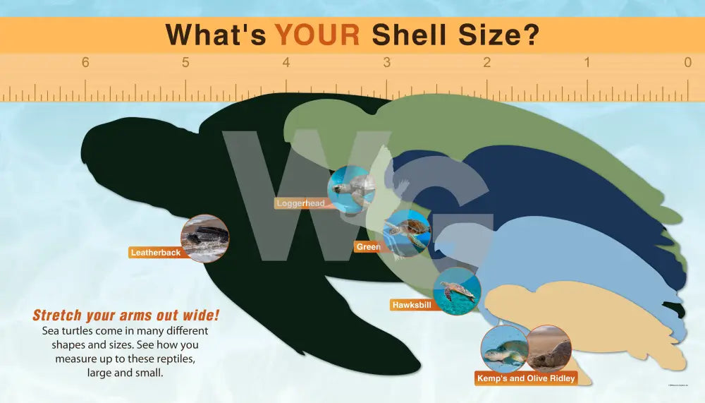 An educational measurement chart titled 'What's YOUR Shell Size?' showing a large turtle shell silhouette with inset photos of different turtle species and a ruler across the top for size comparison.