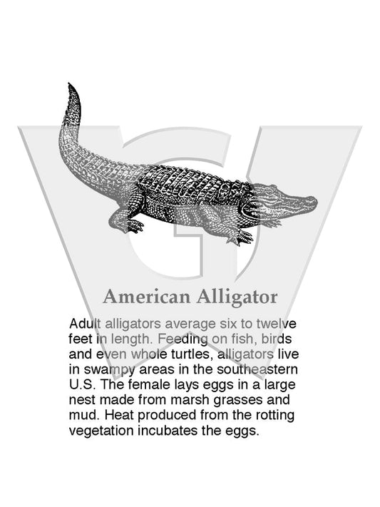 American Alligator Sign