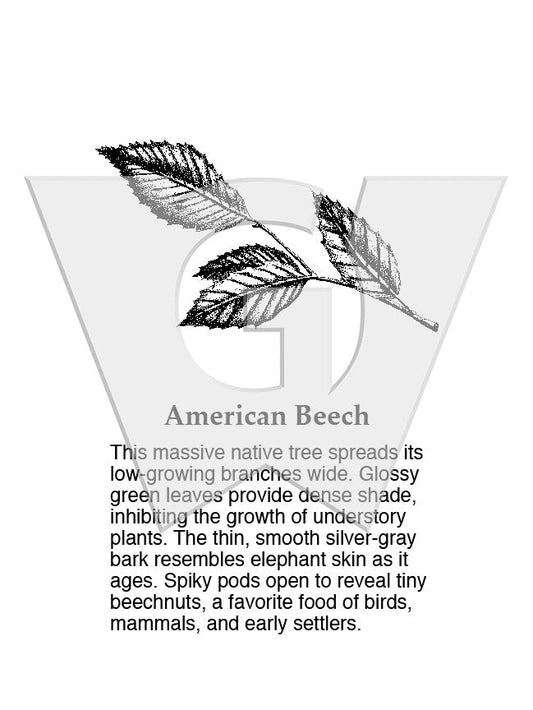 American Beech