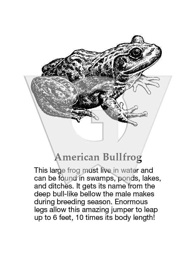 American Bullfrog