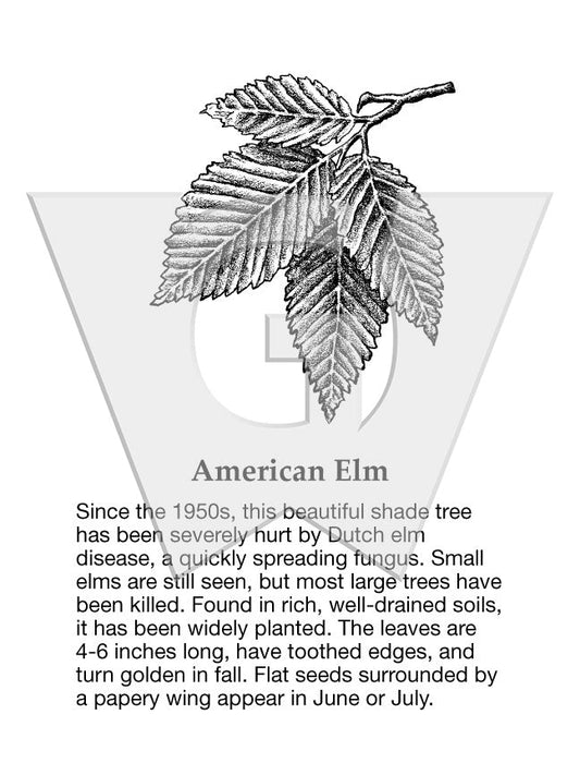 American Elm