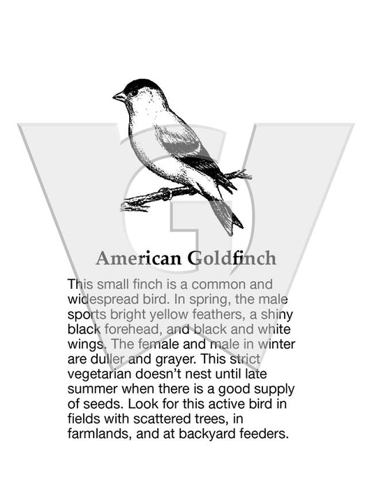 American Goldfinch