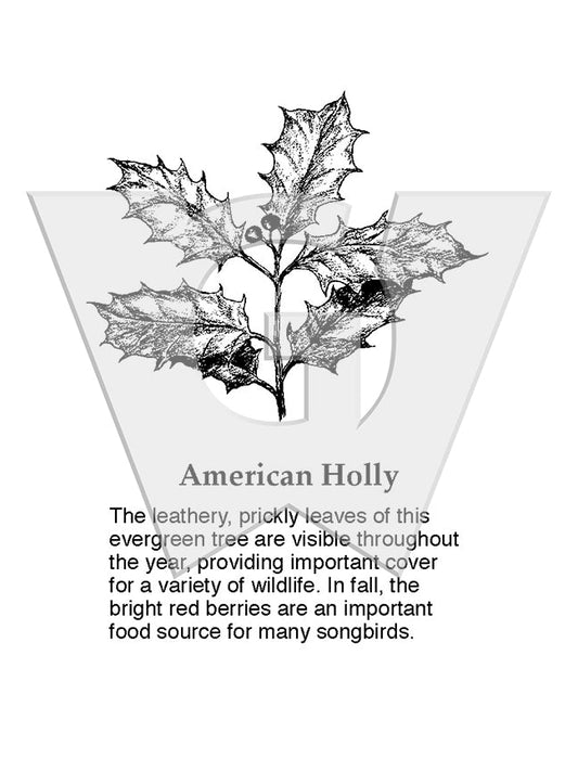 American Holly