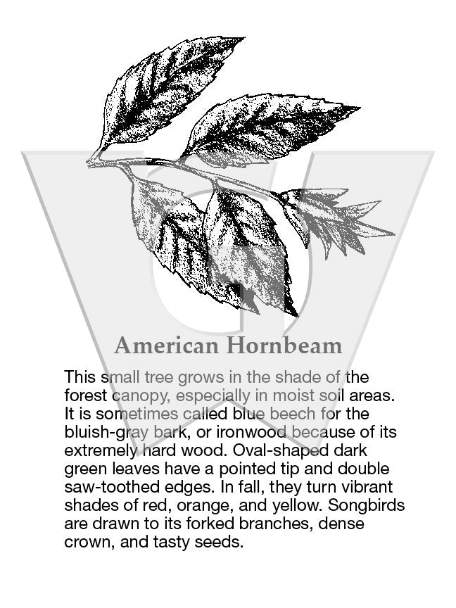 American Hornbeam