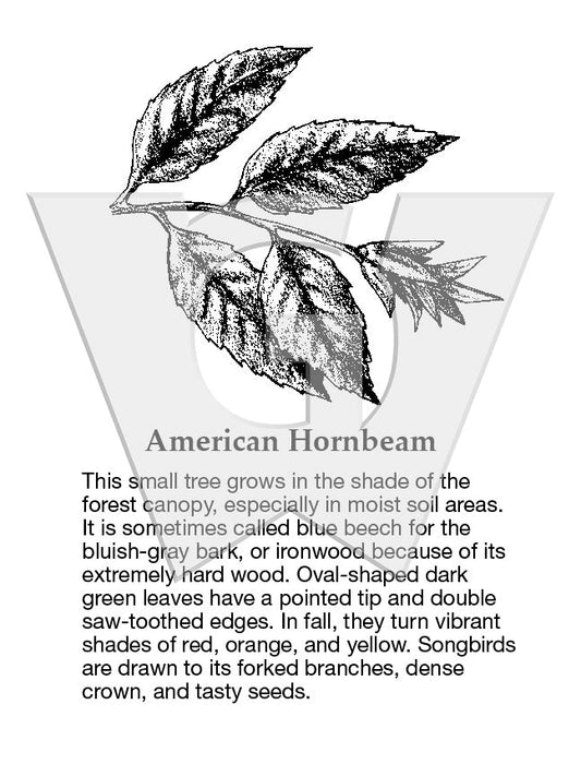 American Hornbeam