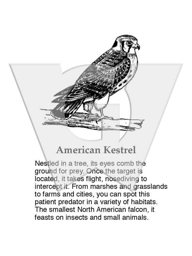 American Kestrel