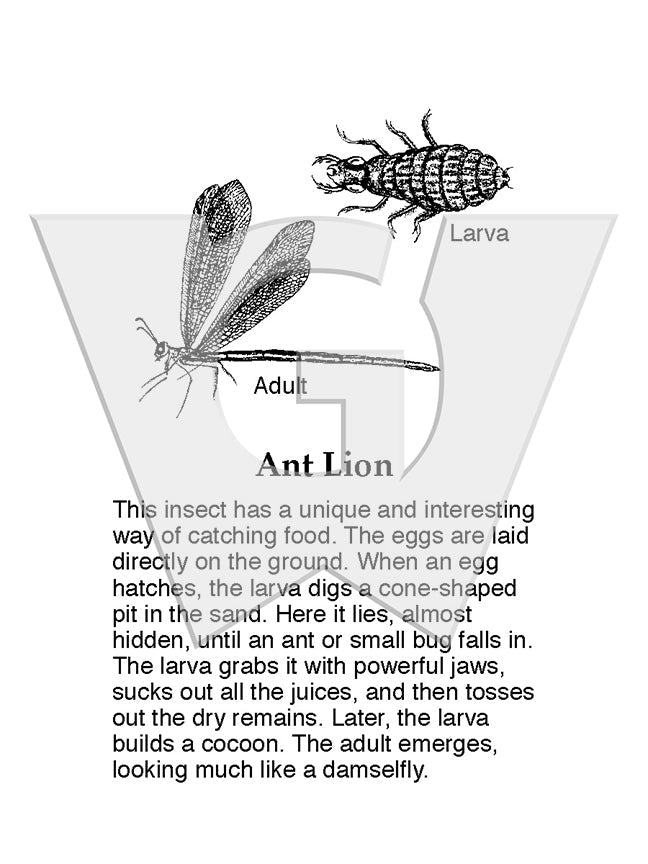 Ant Lion