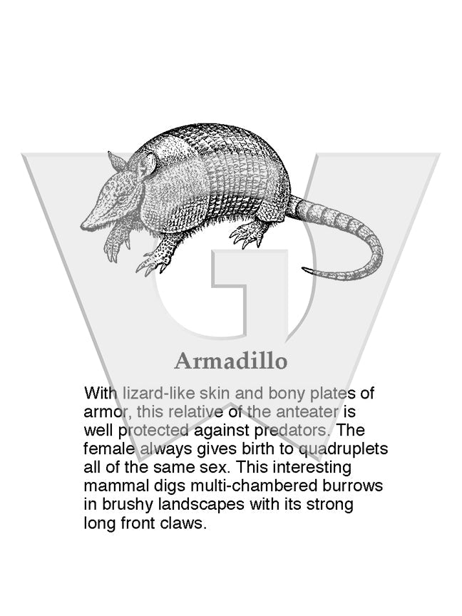 Armadillo