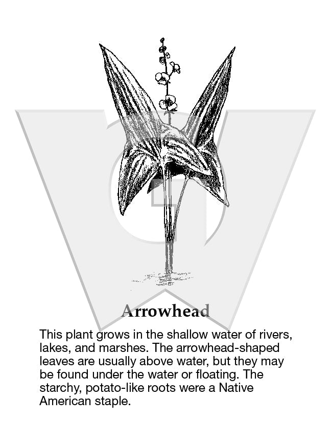 Arrowhead
