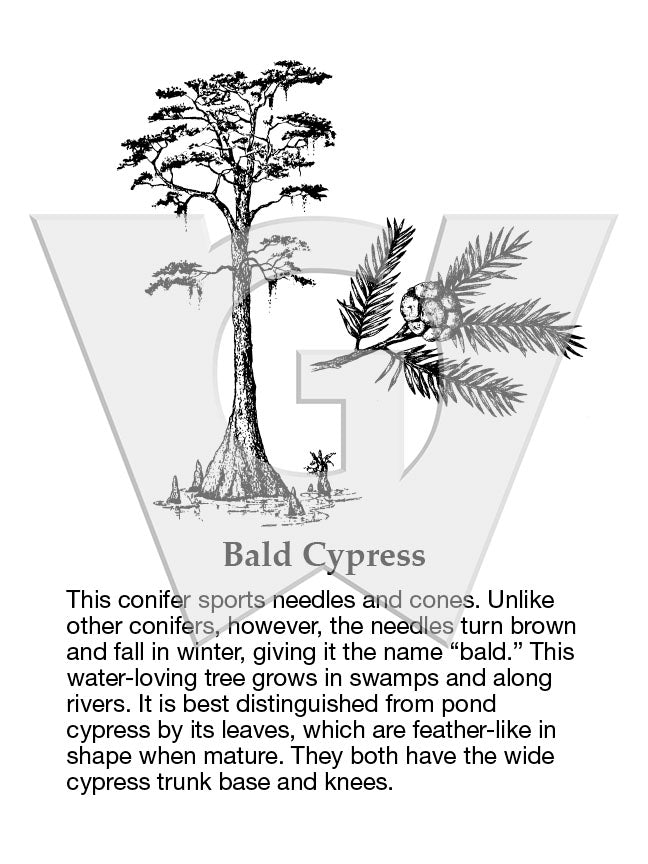 Bald Cypress