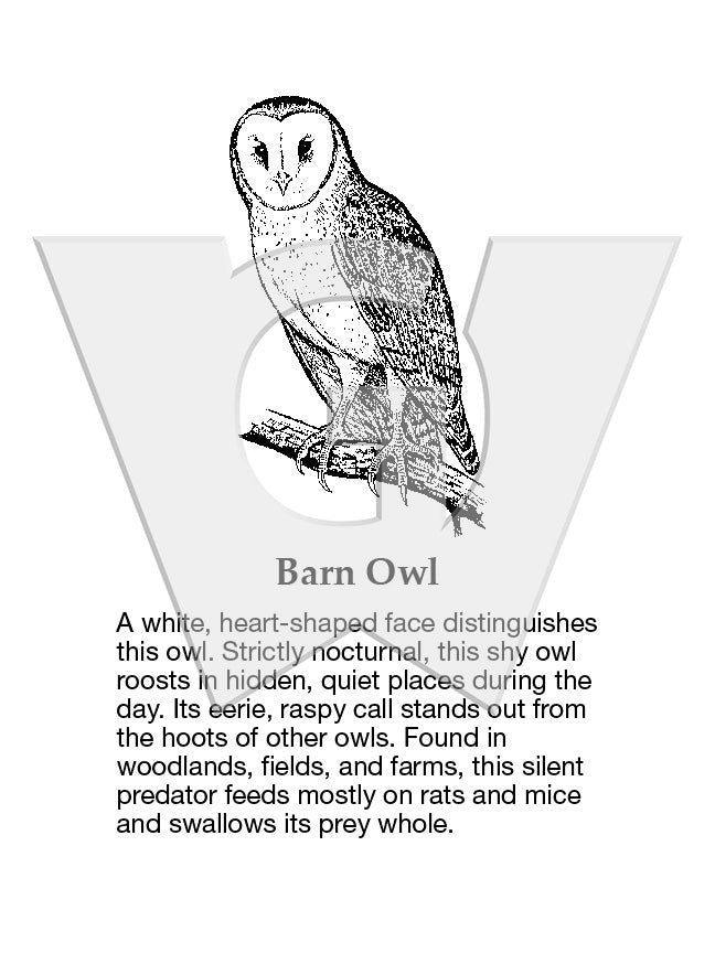 Barn Owl