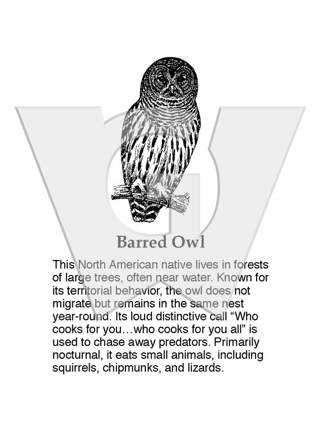 Barred Owl