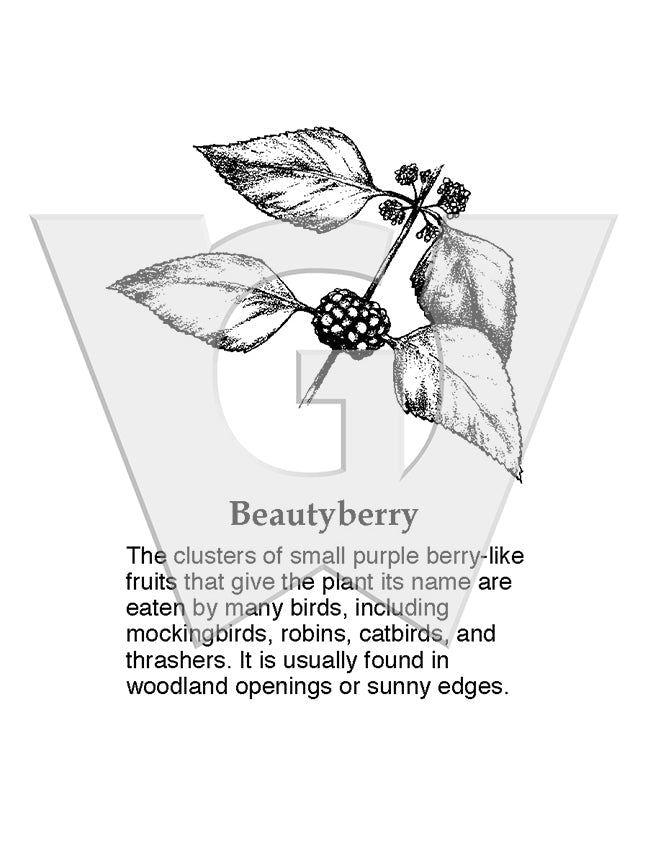 Beautyberry