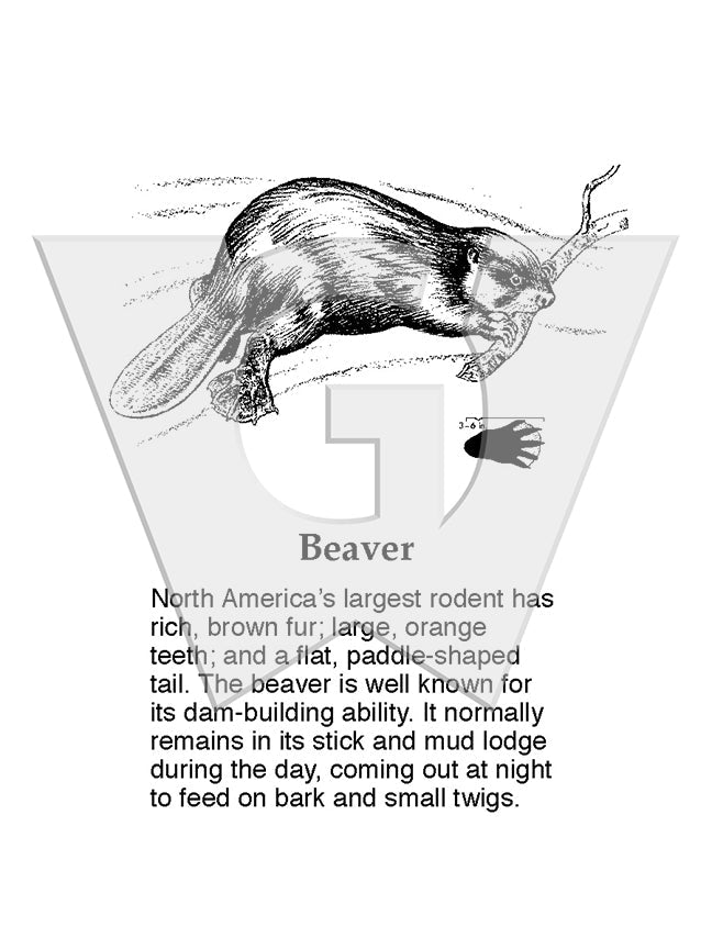 Beaver