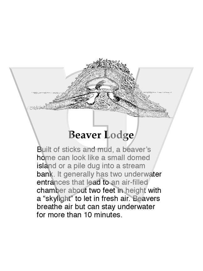 Beaver Lodge