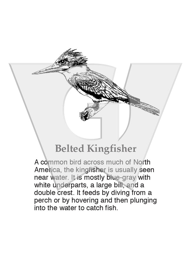 Belted Kingfisher