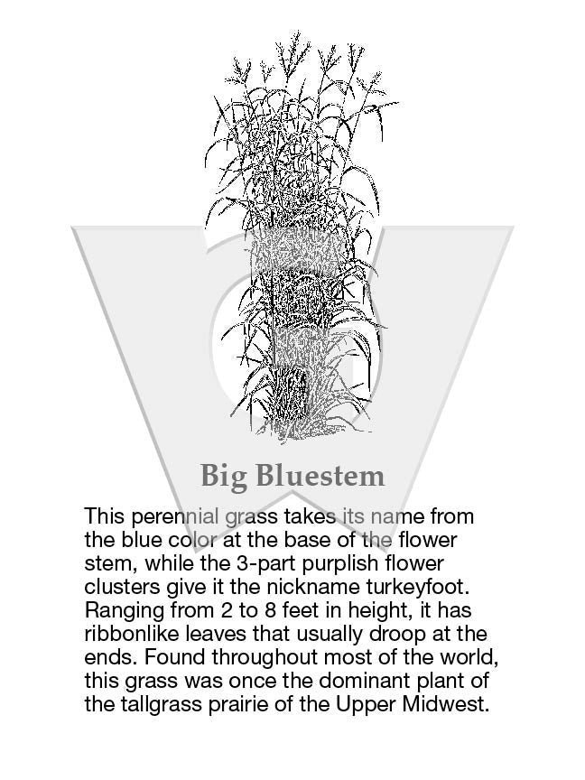 Big Bluestem