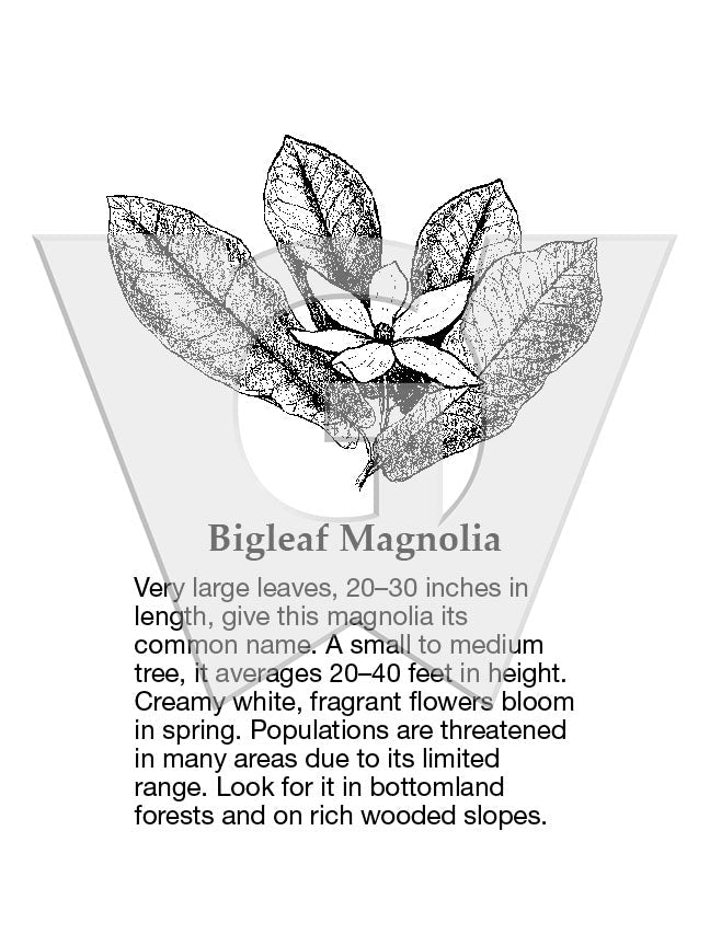 Bigleaf Magnolia