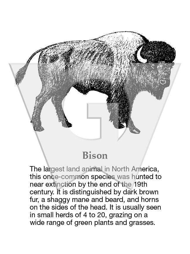 Bison