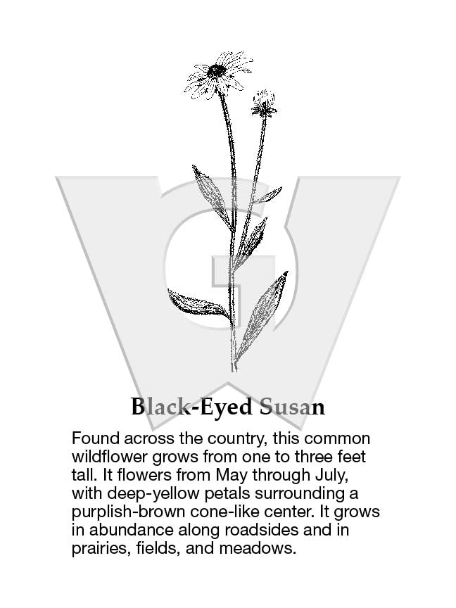 Black-eyed Susan