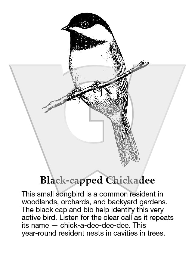 Black-capped Chickadee