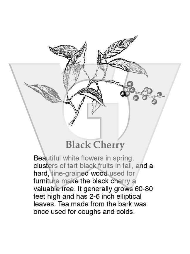 Black Cherry