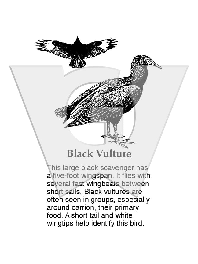 Black Vulture