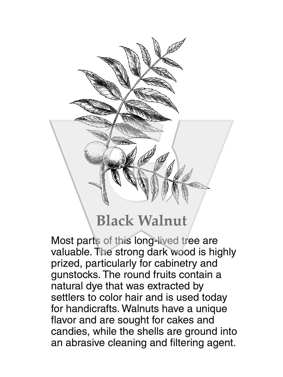 Black Walnut