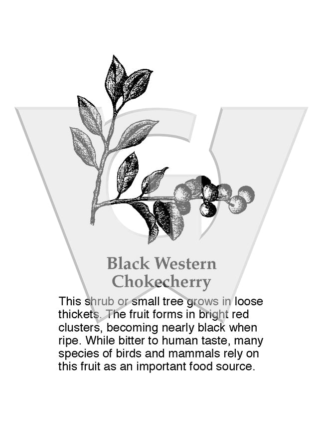 Black Western Chokecherry
