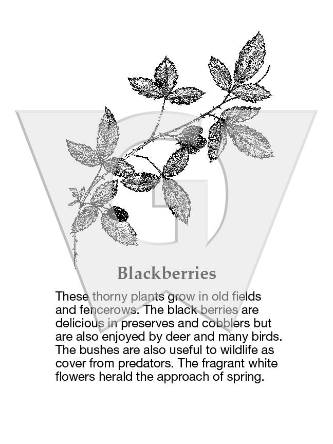Blackberries
