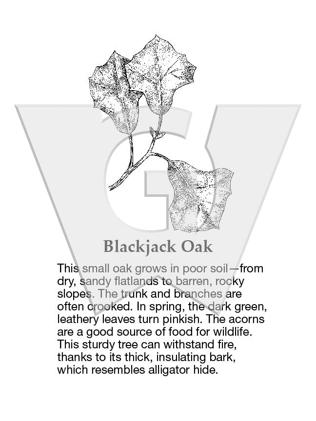Black Jack Oak