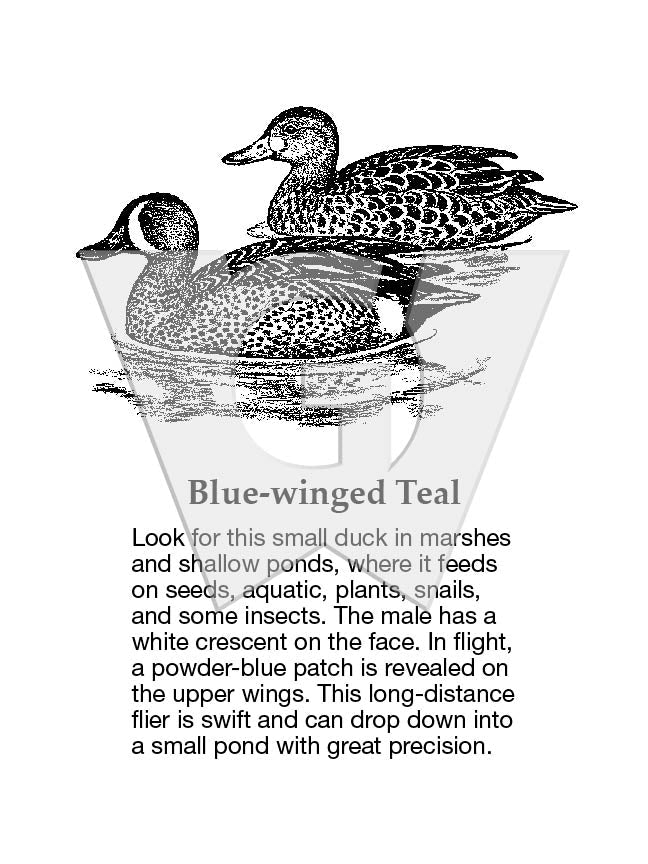Blue-winged Teal Sign