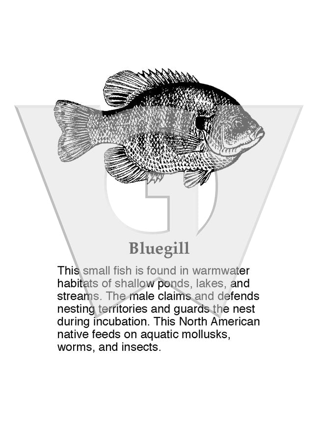 Bluegill Sign