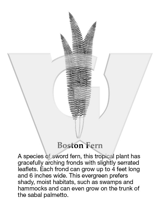 Boston Fern