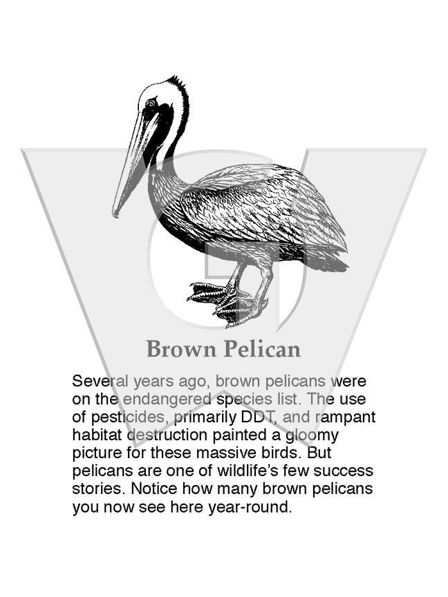 Brown Pelican Sign