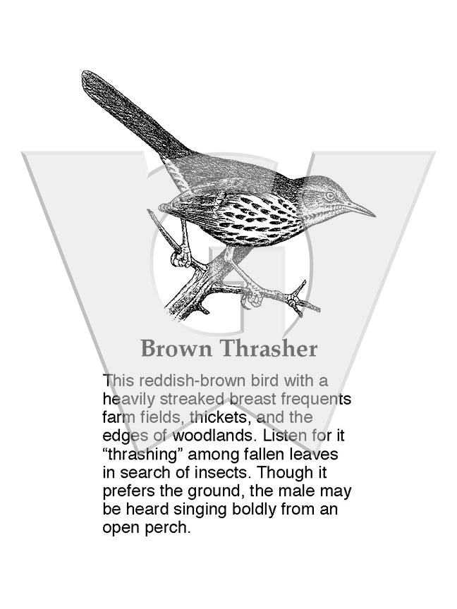 Brown Thrasher Sign
