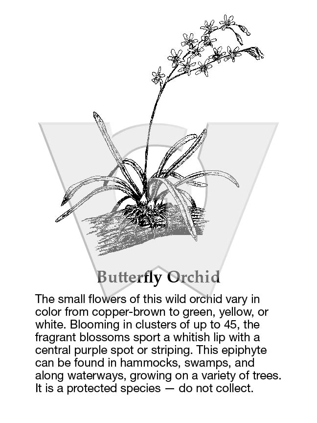 Butterfly Orchid