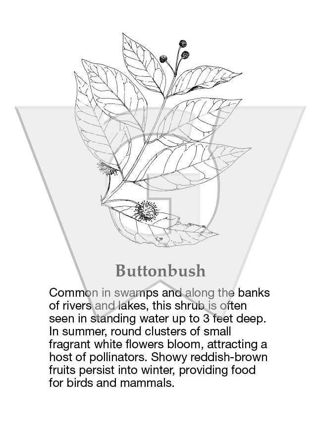 Buttonbush