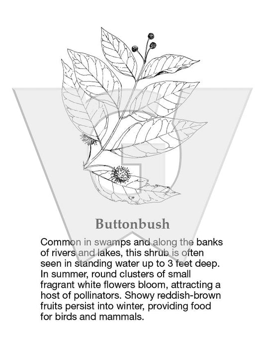 Buttonbush