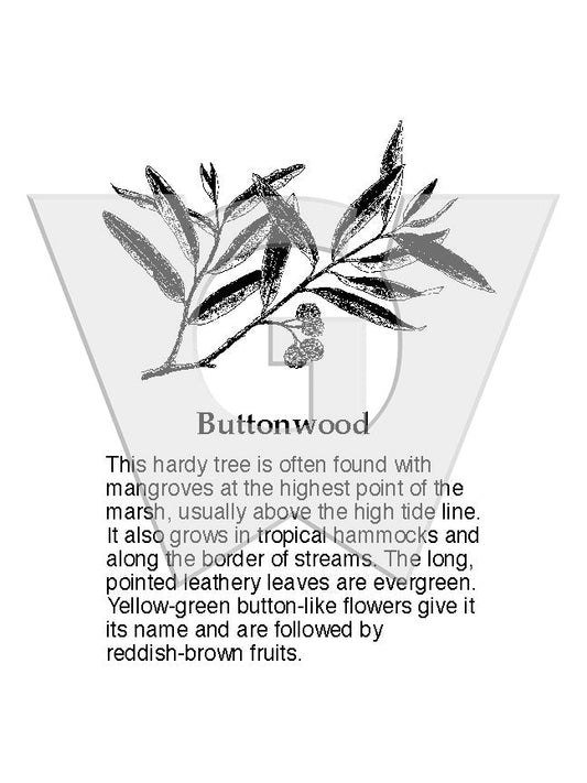 Buttonwood