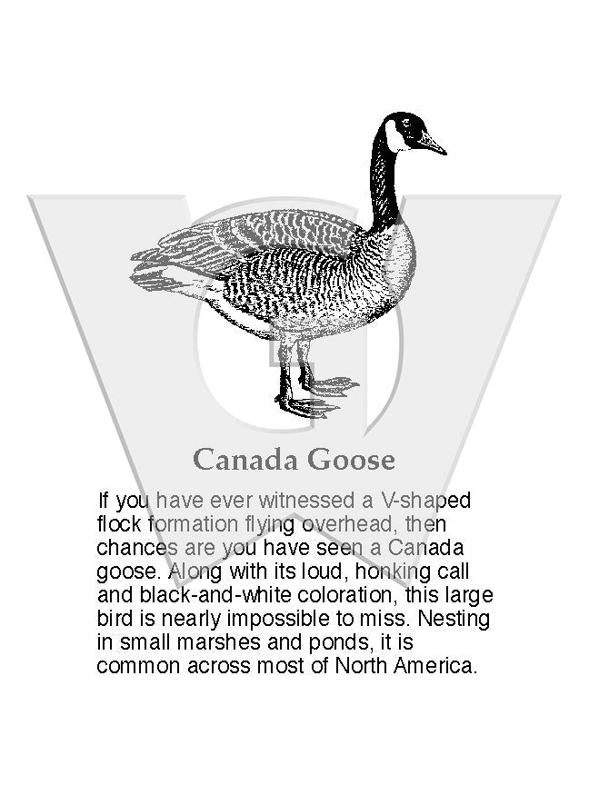 Canada Goose Sign