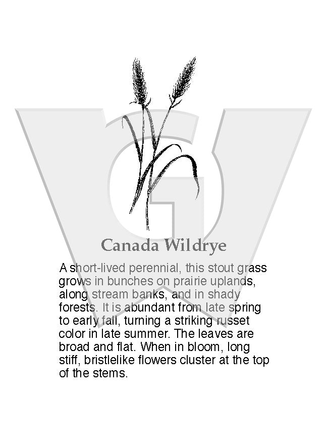 Canada Wildrye