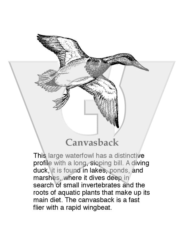 Canvasback Sign