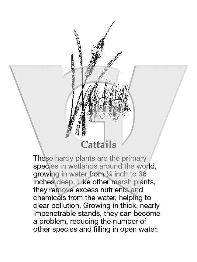 Cattails