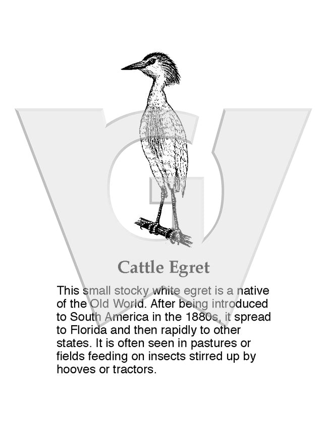 Cattle Egret Sign
