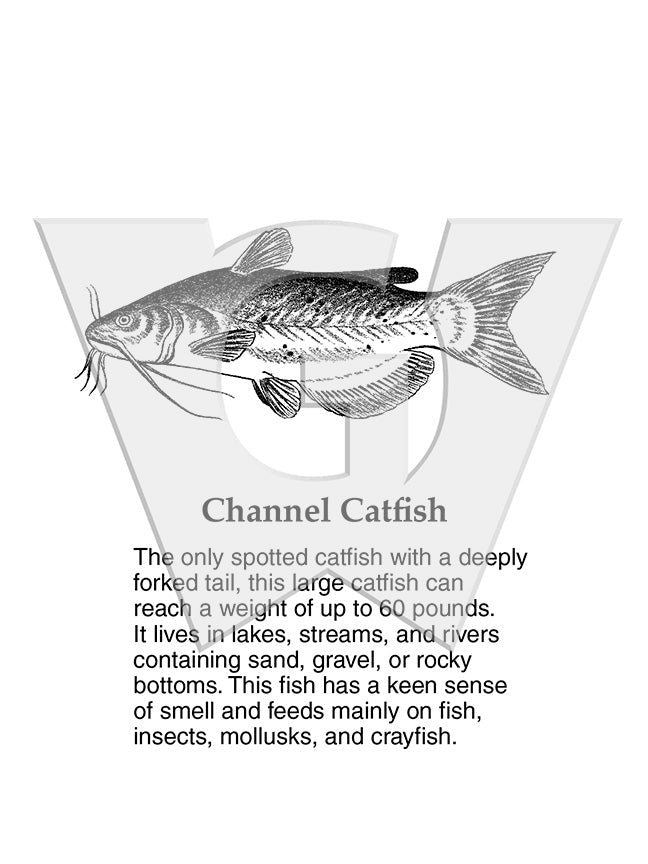 Channel Catfish Sign