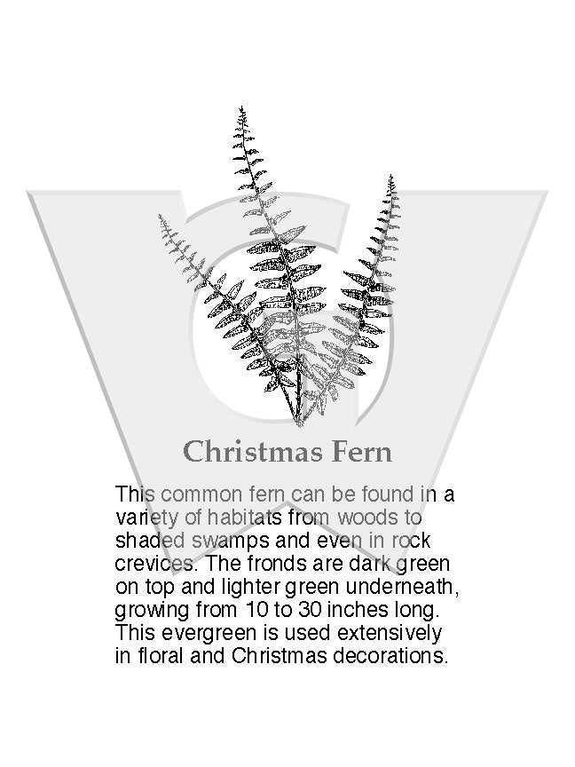 Christmas Fern